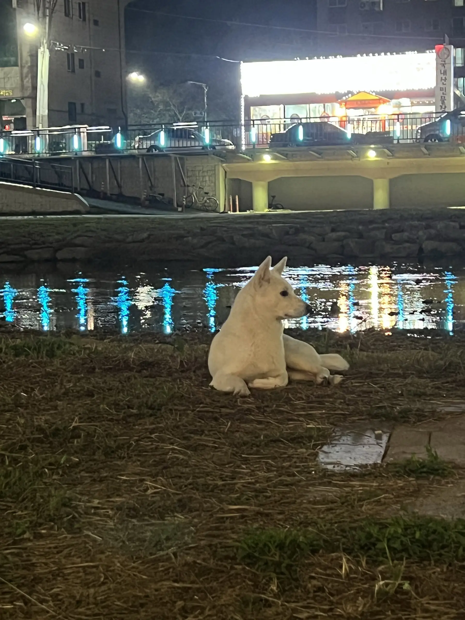 용인 기흥구 상갈동 신갈천에서 발견한 진도, 주인을 찾습니다 (2)