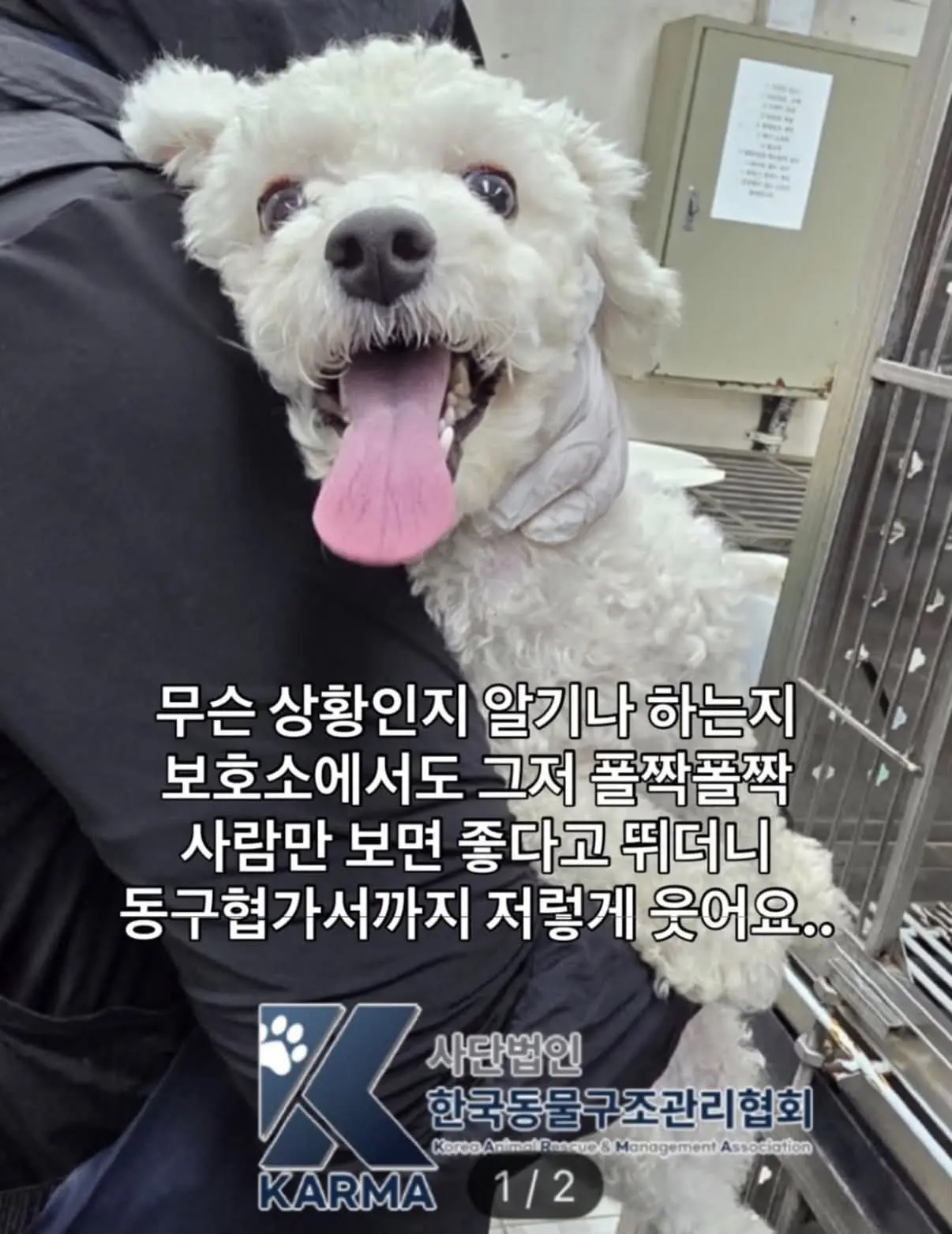 하남 보호소에서 살아 나오길 기다리는 3살 푸들, 공유 부탁드려요 (2)