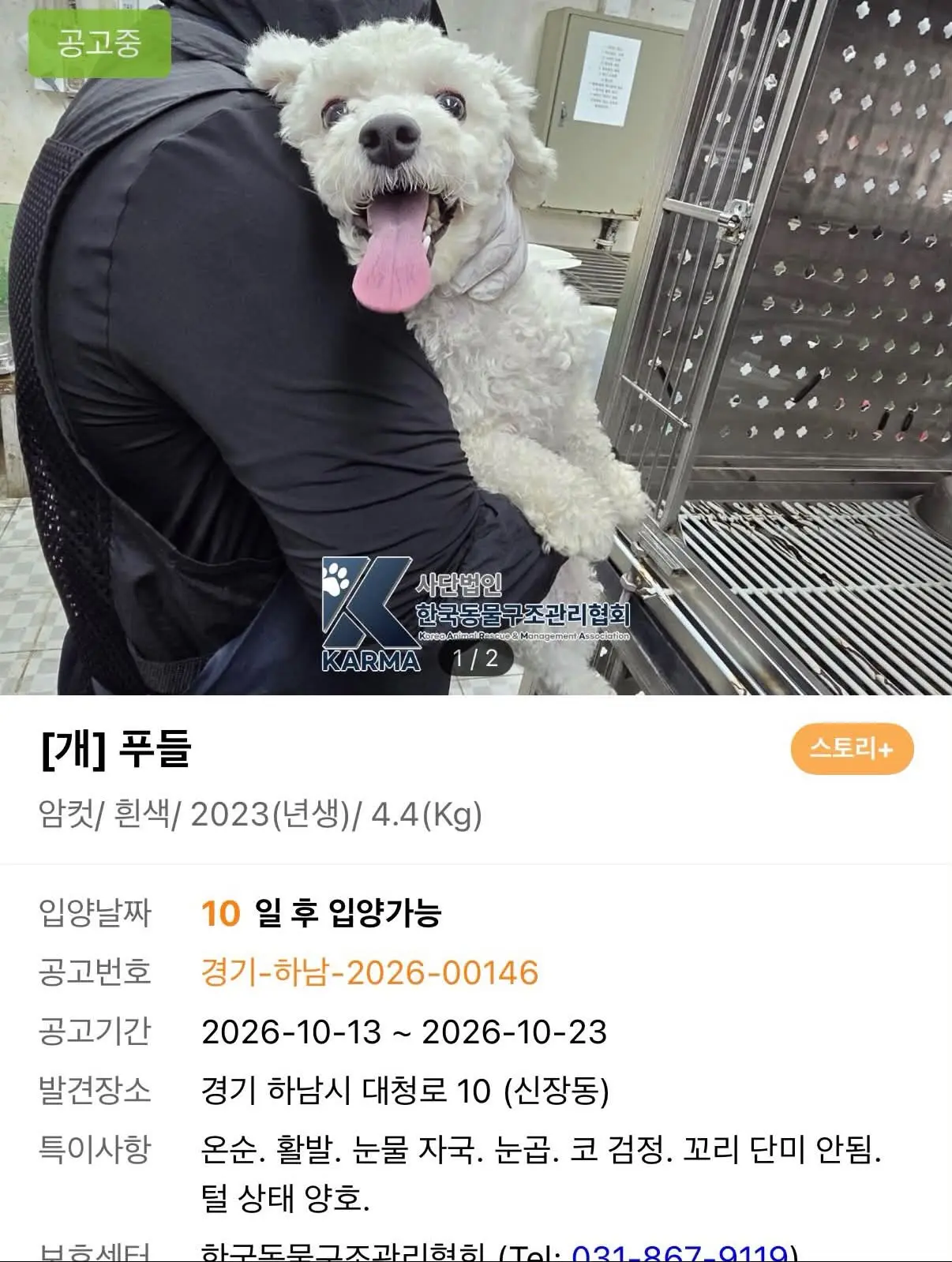 하남 보호소에서 살아 나오길 기다리는 3살 푸들, 공유 부탁드려요 (3)