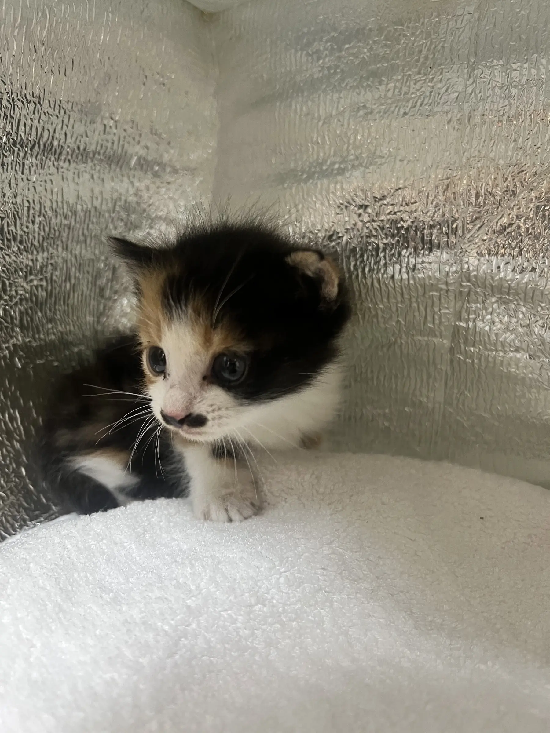 서울 양천구 주차장에서 구조한 240g 삼색 아기고양이, 잘 키워주실 입양자를 찾아요 (2)
