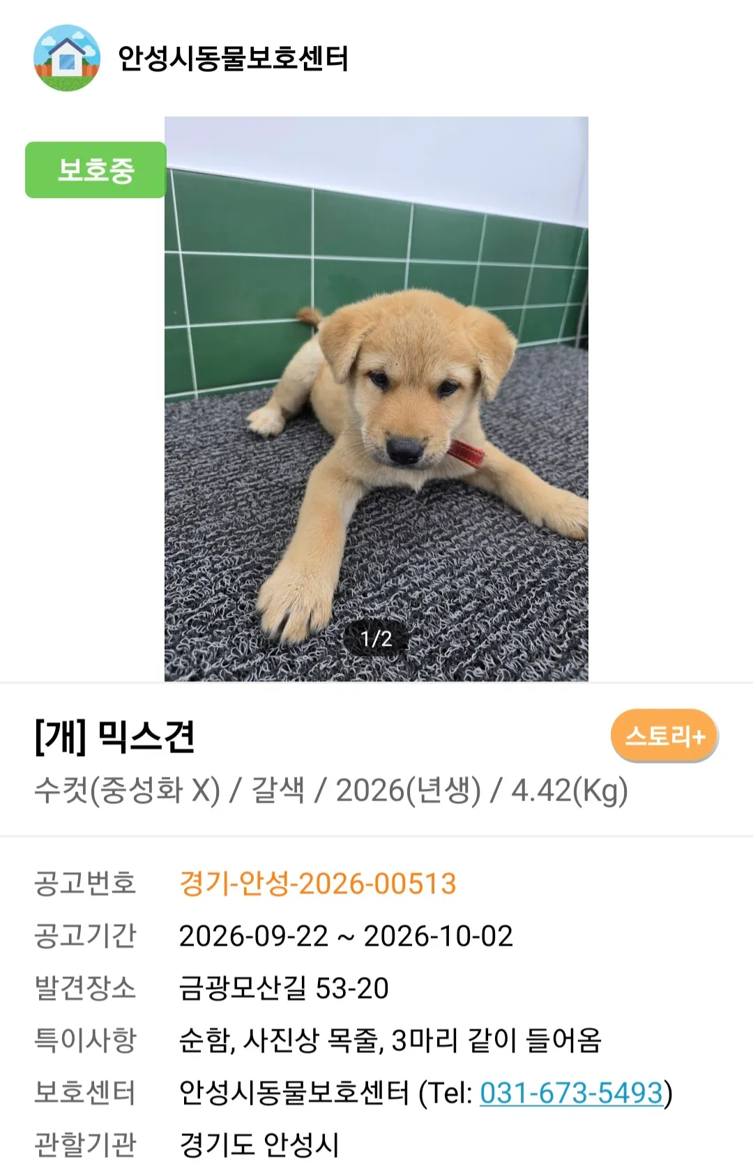 귀가 서기 시작한 3개월 토종 누렁이 감자, 입양 가족을 찾아요 (7)